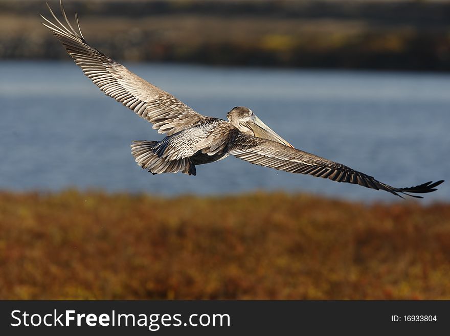 A brown pelican flying over the wetland waters and pickle weed with wings spread all the way open and with a few water drops falling from his feathers. A brown pelican flying over the wetland waters and pickle weed with wings spread all the way open and with a few water drops falling from his feathers.