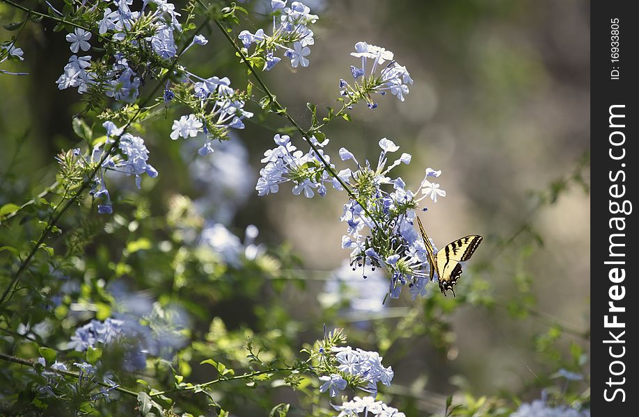 A beautiful nature shot featuring the purple-blue flowers and green leaves of Phlox and a Western Tiger Swallowtail butterfly gently perched on the flower petals. A beautiful nature shot featuring the purple-blue flowers and green leaves of Phlox and a Western Tiger Swallowtail butterfly gently perched on the flower petals