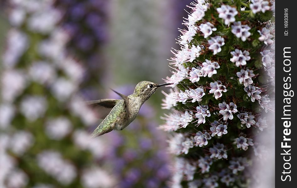 Hummingbird And White Wildflowers