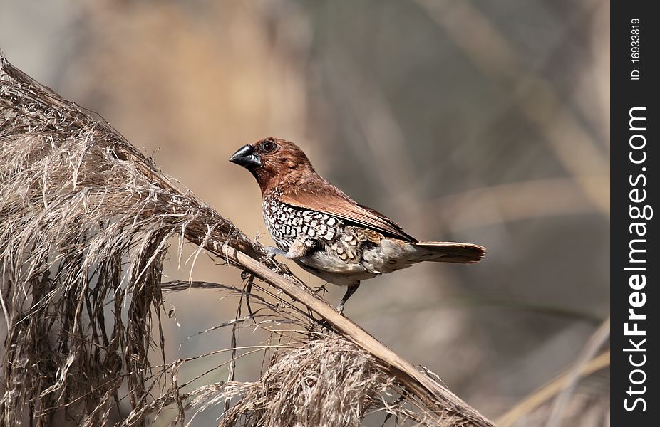 Image of a Nutmeg Manniken (Lonchura punctulata). Also known as Spice Finch or Spotted Munia, these birds escaped from captivity in the 1980's and have established a population in Southern California.