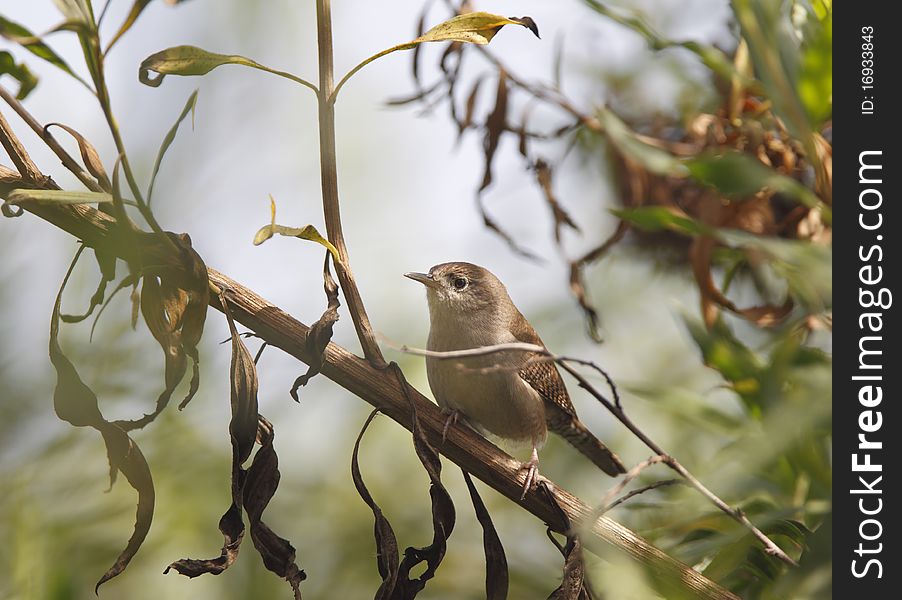 Selectively focused image of a House Wren (Troglodytes aedon) perched on a branch of a tree. Selectively focused image of a House Wren (Troglodytes aedon) perched on a branch of a tree