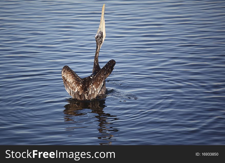 A brown pelican (Pelecanus occidentalis) stretches his neck in order to swallow a fish. Features water drops in mid air, reflection and rippled water. A brown pelican (Pelecanus occidentalis) stretches his neck in order to swallow a fish. Features water drops in mid air, reflection and rippled water
