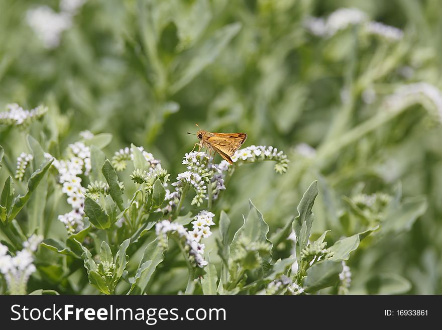 A selectively focused image of a Fiery Skipper perched upon some pretty and dainty white wildflowers in the summertime. A selectively focused image of a Fiery Skipper perched upon some pretty and dainty white wildflowers in the summertime.