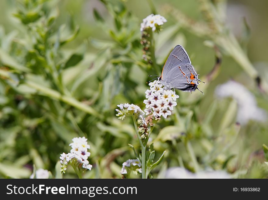 A Gray Hairstreak (Strymon melinus) with pretty wing designs perched on dainty white wildflowers. A Gray Hairstreak (Strymon melinus) with pretty wing designs perched on dainty white wildflowers.