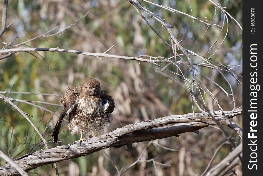 Red Tailed Hawk In Tree