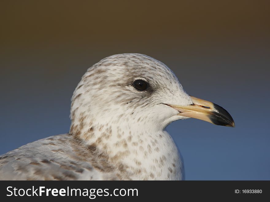 A closeup head shot of a Ring-billed Gull taken at Bolsa Chica Ecological Reserve in early morning sunlight. A closeup head shot of a Ring-billed Gull taken at Bolsa Chica Ecological Reserve in early morning sunlight.