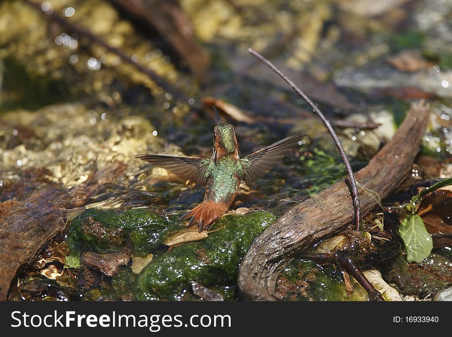 A selectively focused, colorful closeup image of a male Allen's Hummingbird bathing in a creek