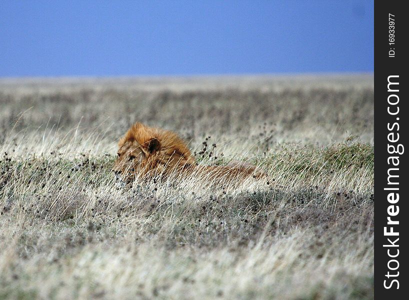 Lion lying in Serengeti National Park in Tanzania Africa