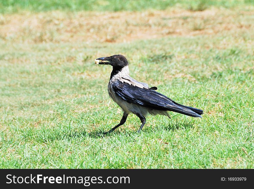 Crow walking through the grass