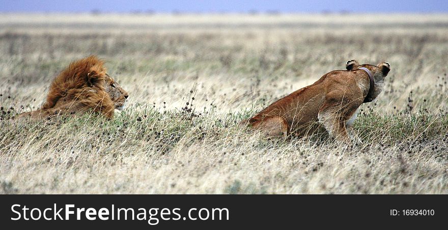 A lion looking at the Lioness when she begins her plan to attack a prey far away. A lion looking at the Lioness when she begins her plan to attack a prey far away.
