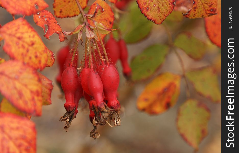 Fruits of the red wild rose grow on autumn tree