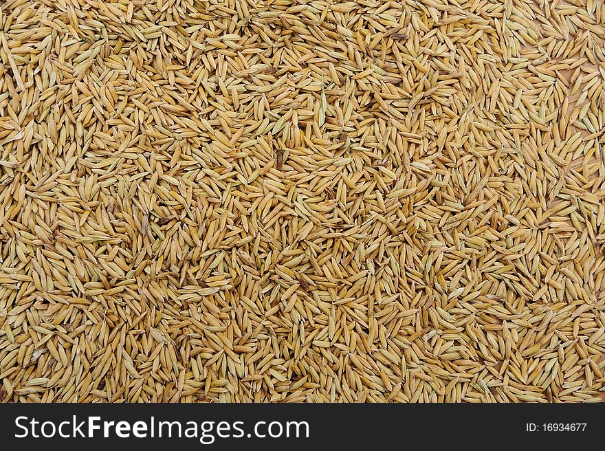 Jasmine Fragrant Rice Paddy Background