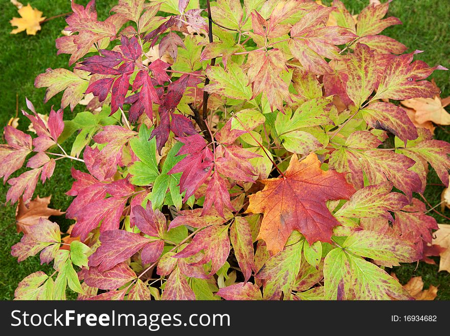 Autumn sheet on green herb