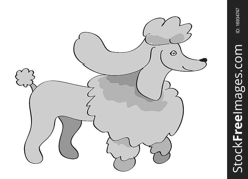 Grey Poodle Dog Vector Illustration