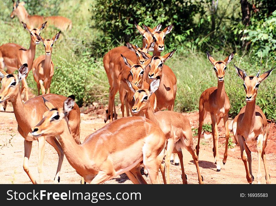 Herd of Impala females running. Herd of Impala females running.
