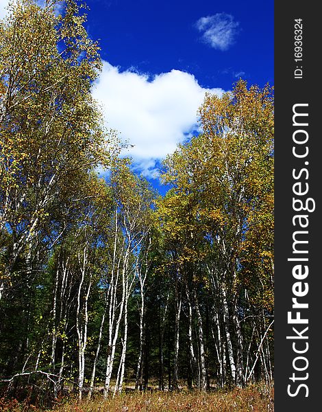 The silver birch at sunny. The silver birch at sunny