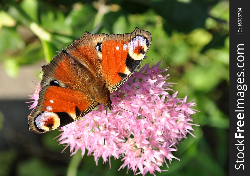 Peacock butterfly on a pink flower in the sunset light. Peacock butterfly on a pink flower in the sunset light