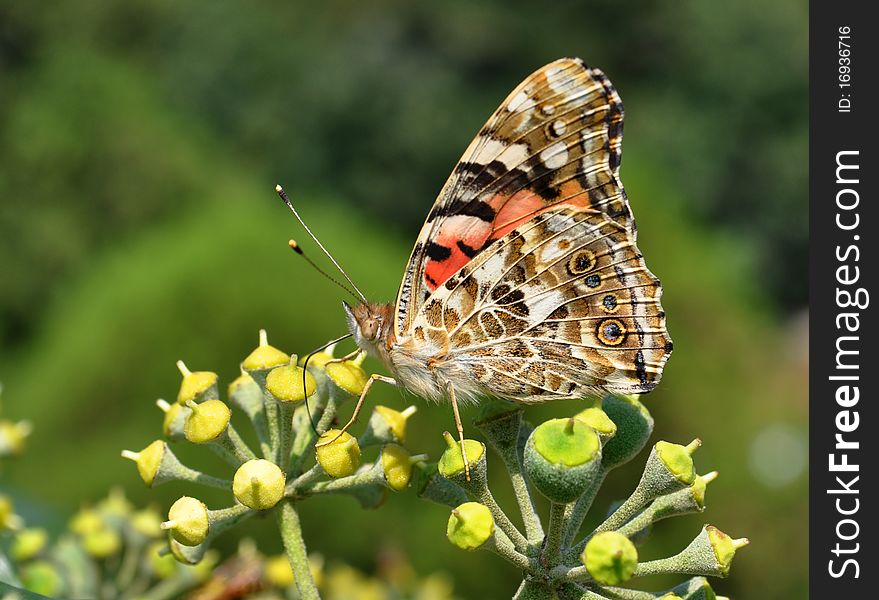 Vanessa Cardui,