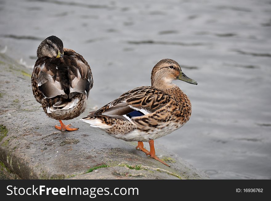 Two wild duck in the rain, Anas platyrhynchos, The Mallard