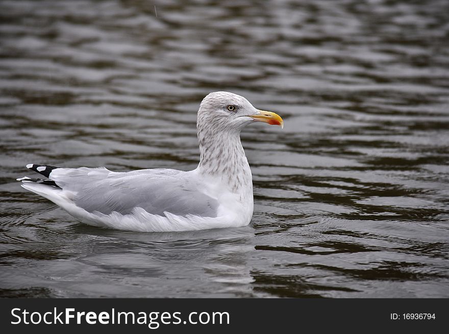 Larus argentatus caught on the lake in a rainy day. Larus argentatus caught on the lake in a rainy day