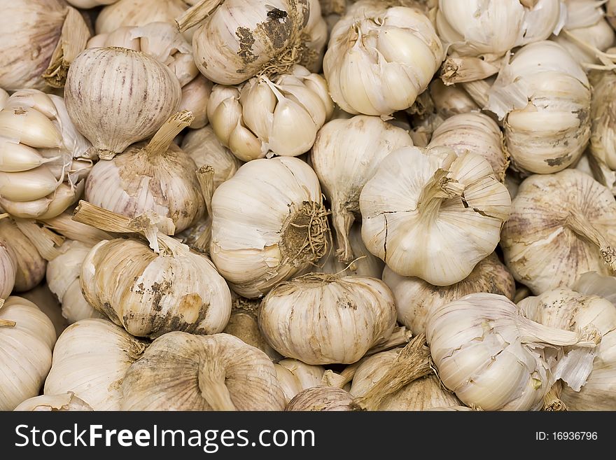 Garlic