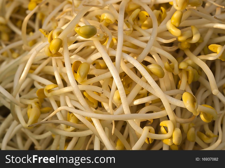 Bean sprout in the vegetable market