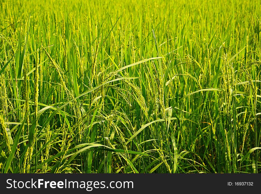 Green Rice field in chonburi, Thailand