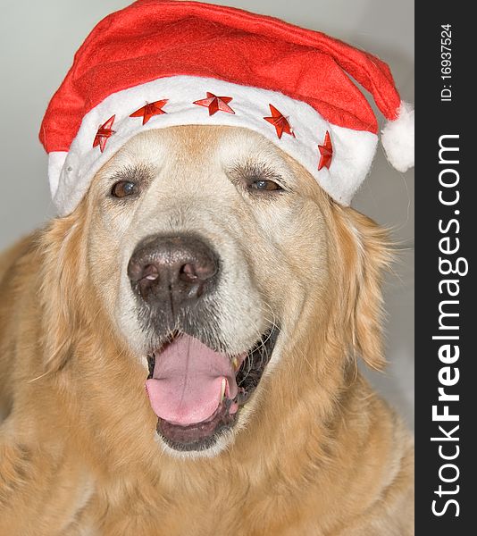 Dog With Santa S Hat.