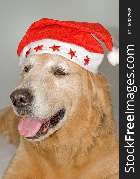 Dog With Santa S Hat