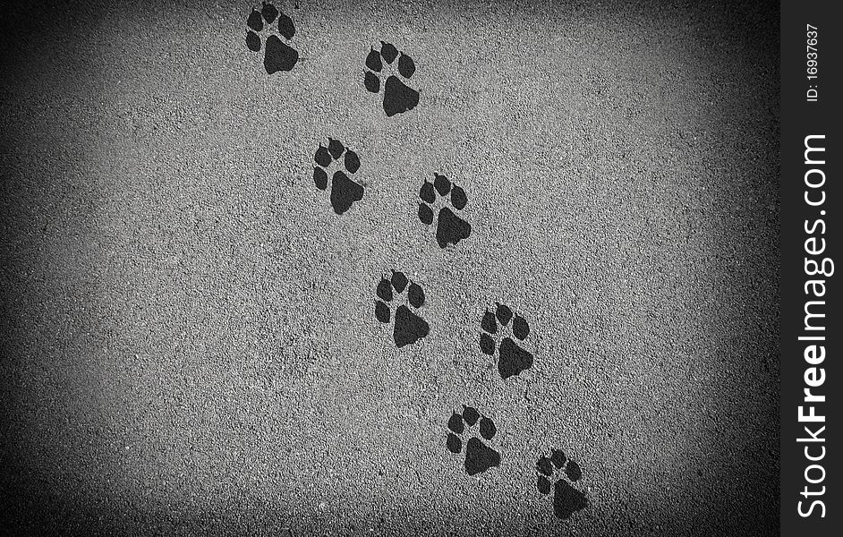 Dog track on the asphalt of a street