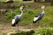 A Pair Of Crested Cranes Royalty Free Stock Photography