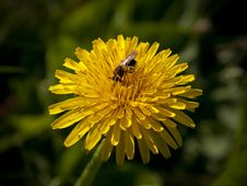 Bee Feeding On A Dandelion Royalty Free Stock Image Bee Feeding On A Dandelion Royalty Free Stock Image