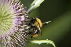 Bee On Teasel Royalty Free Stock Image