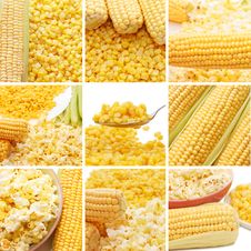 Fresh Corn, Preserved Corn And Popcorn Royalty Free Stock Photography Fresh Corn, Preserved Corn And Popcorn Royalty Free Stock Photography