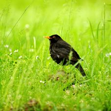 Black Bird In The Grass Stock Photo Black Bird In The Grass Stock Photo