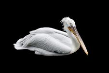 Dalmatian Pelican Over Black Stock Image Dalmatian Pelican Over Black Stock Image