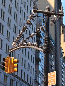 Pigeons In New York Royalty Free Stock Image Pigeons In New York Royalty Free Stock Image