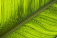 Green Leaf Pattern Background Stock Images Green Leaf Pattern Background Stock Images