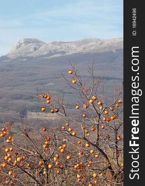 Oriental persimmon tree and Chatirdag mountain,Crimea,Ukraine