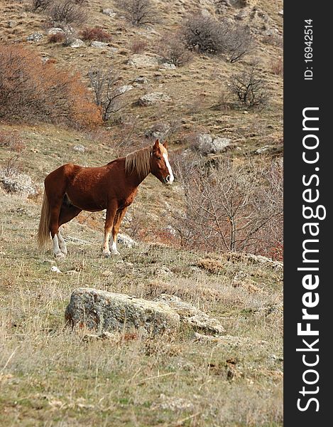 Brown horse on the meadow, Crimea