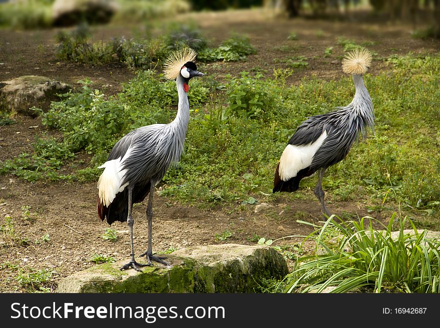 A Pair Of Crested Cranes