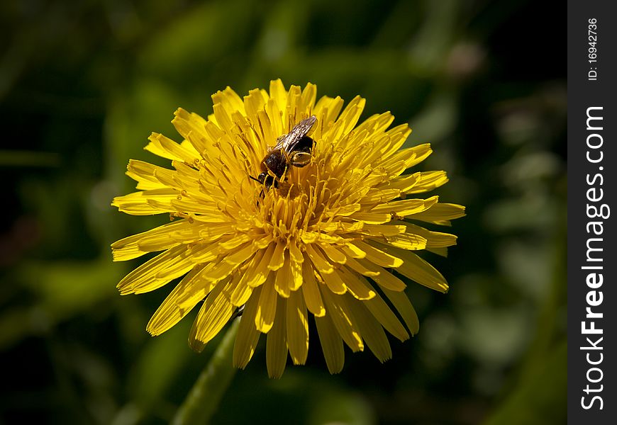 Bee Feeding On A Dandelion