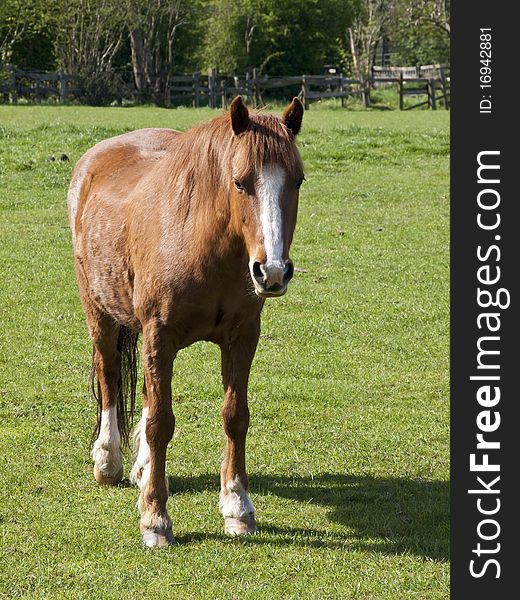 A lovely young chestnut horse waiting for some food