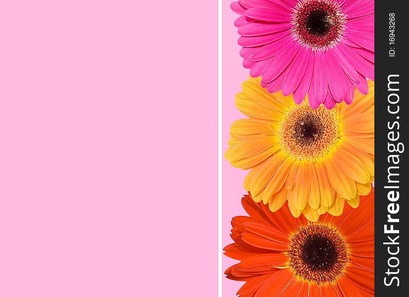 Gerbera flower collage