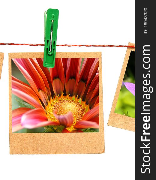 Photo of flower with green clothespin