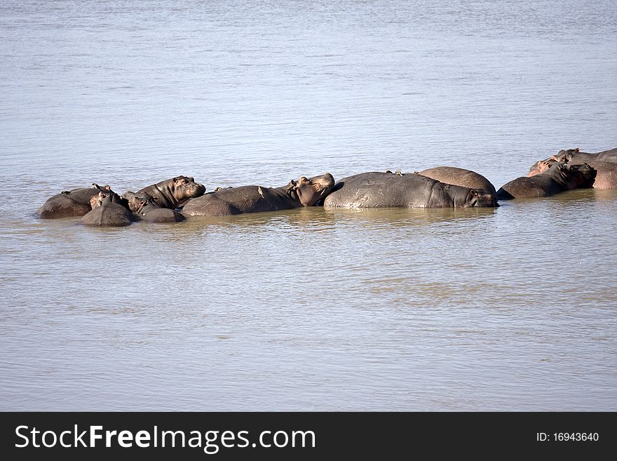 A family of hippopotamuses that are bathing and soaking up the sun in the Luangwa River located in Zambia. A family of hippopotamuses that are bathing and soaking up the sun in the Luangwa River located in Zambia.