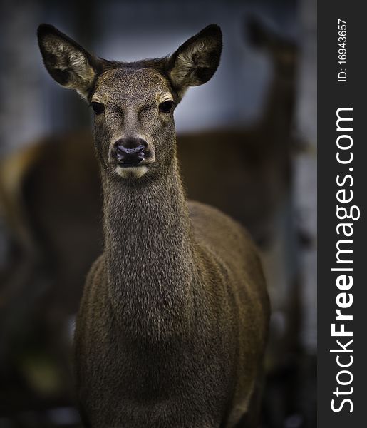 Beautiful white tailed deer female looking at the camera.  Low key image. Beautiful white tailed deer female looking at the camera.  Low key image