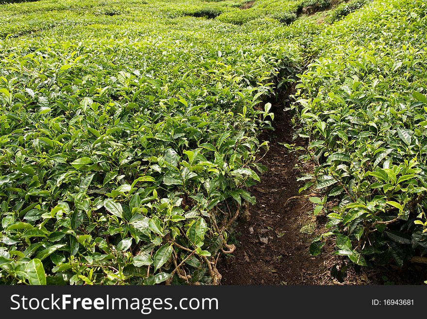 Tea plantation, cameron highlands, malaysia