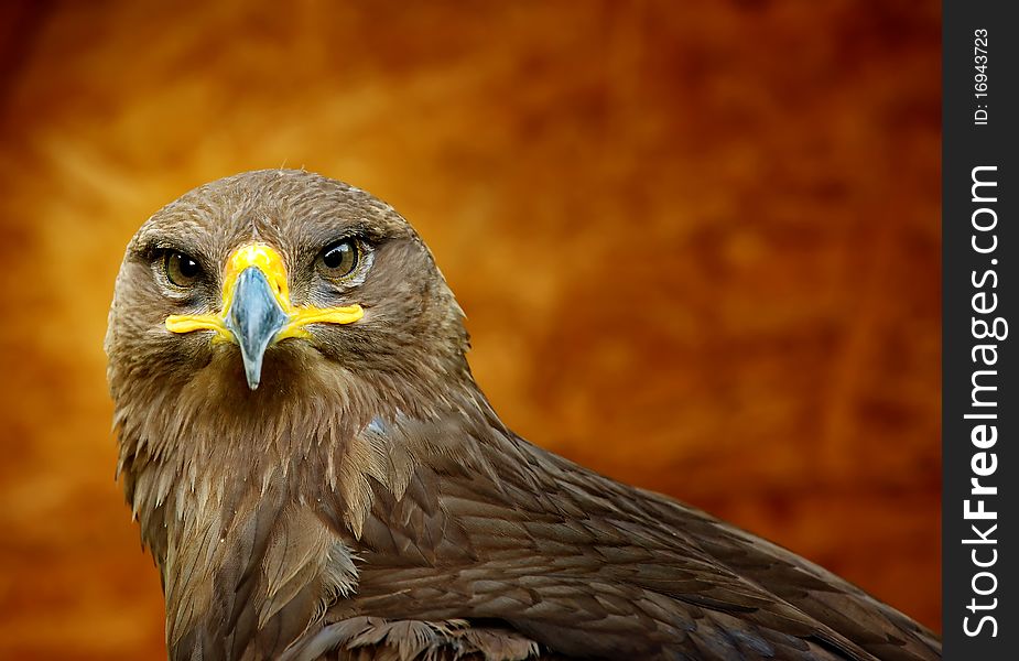 European eagle looking strait with brown background