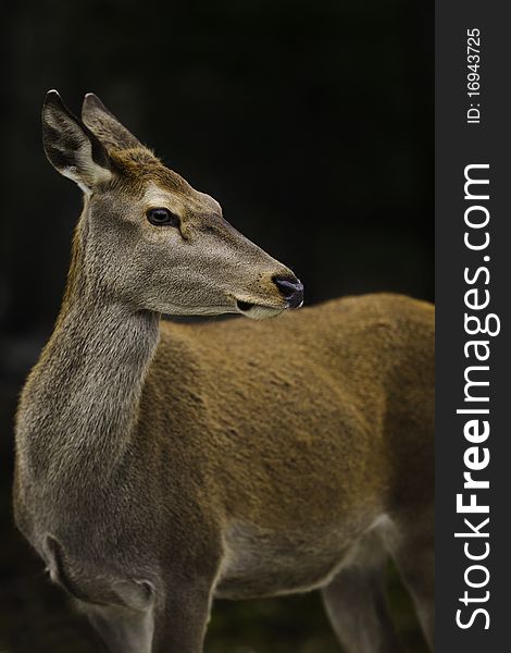 Beautiful white tailed deer female looking at the camera.